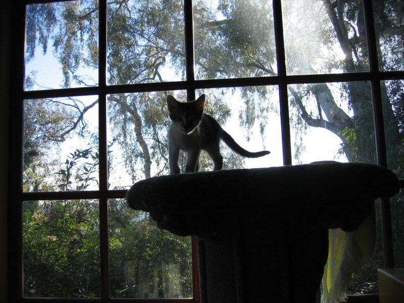 Atop the kitty tree