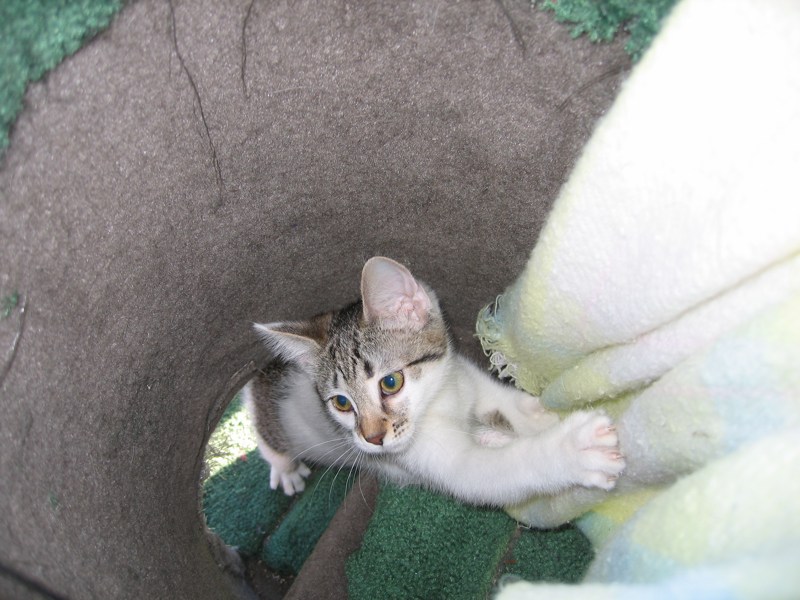Inside the kitty tree