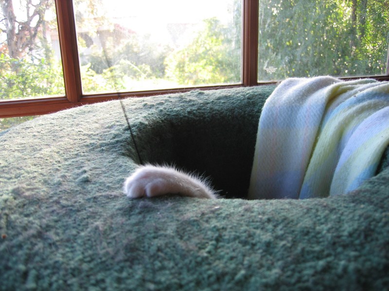 One paw over the top