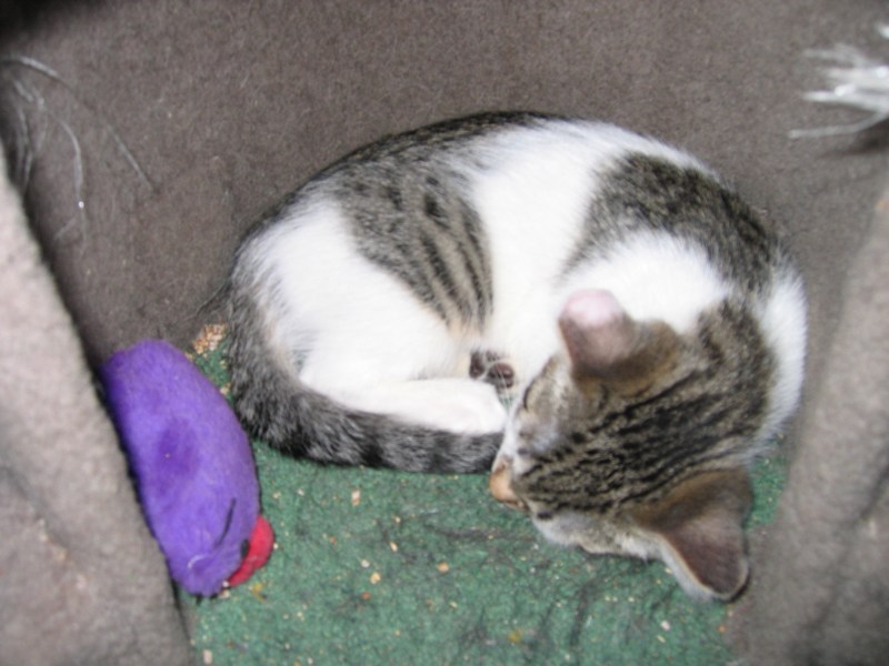 Napping after play