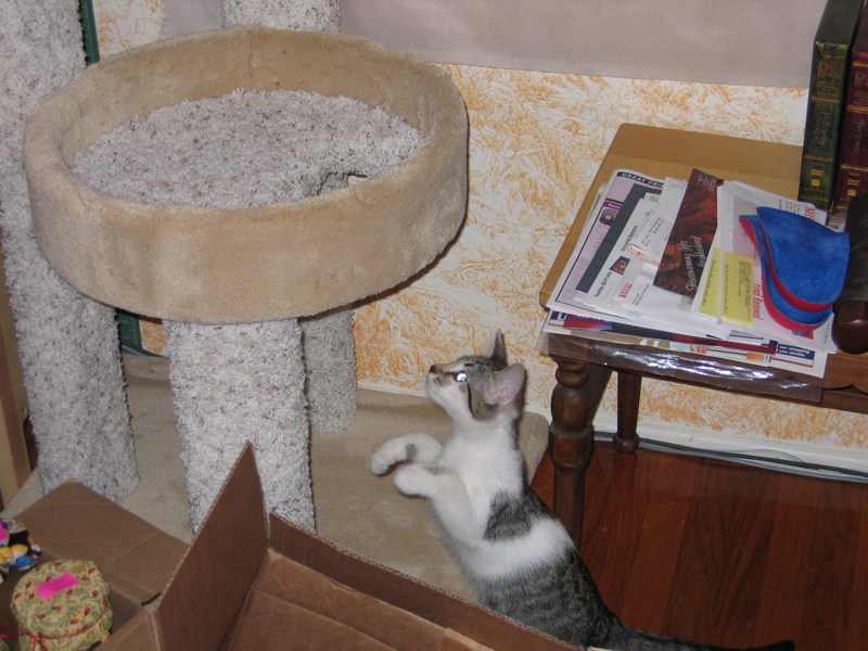 Meerkat Mirabelle