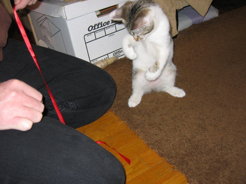Chasing the toy