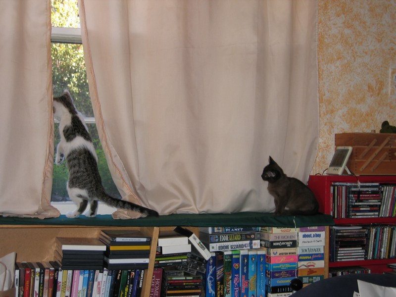 Discovering the window