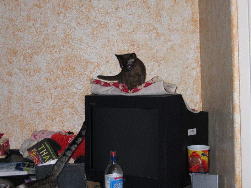 Monitor Victory II