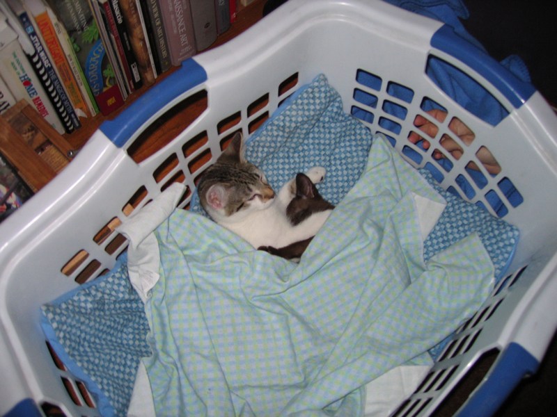 Kitties in a basket