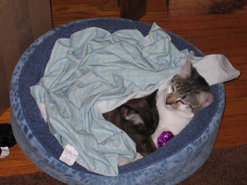 Cozy scene, plus sparkle ball