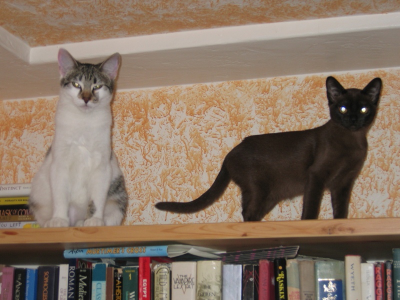 Queens of the Bookshelf