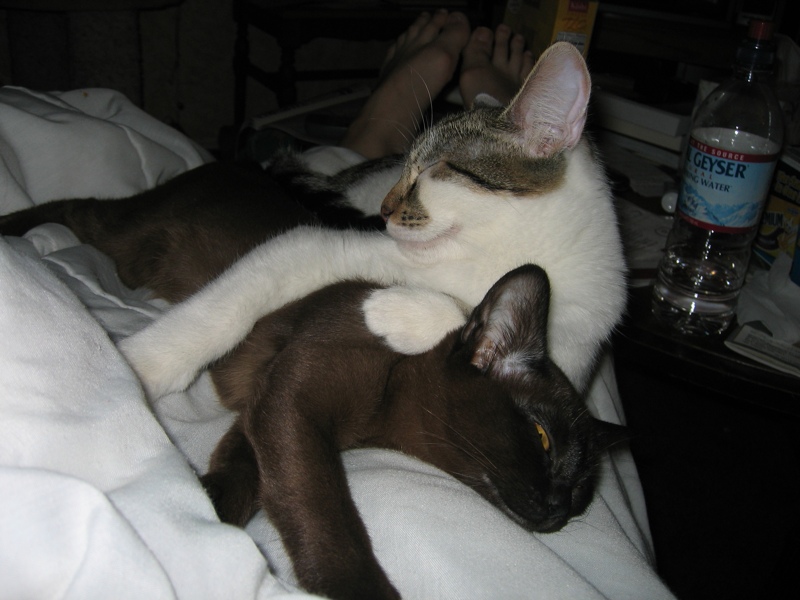Cozy kitties