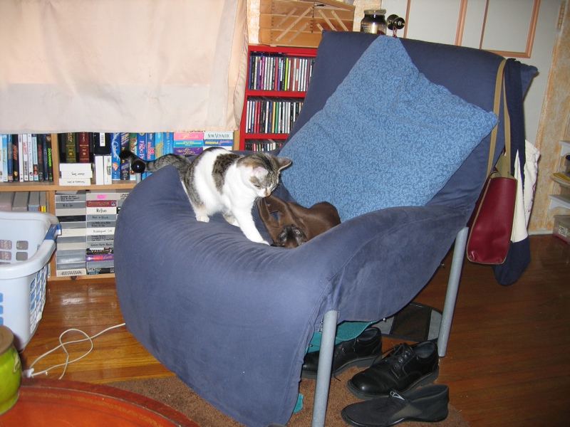 Wrestling on the blue chair