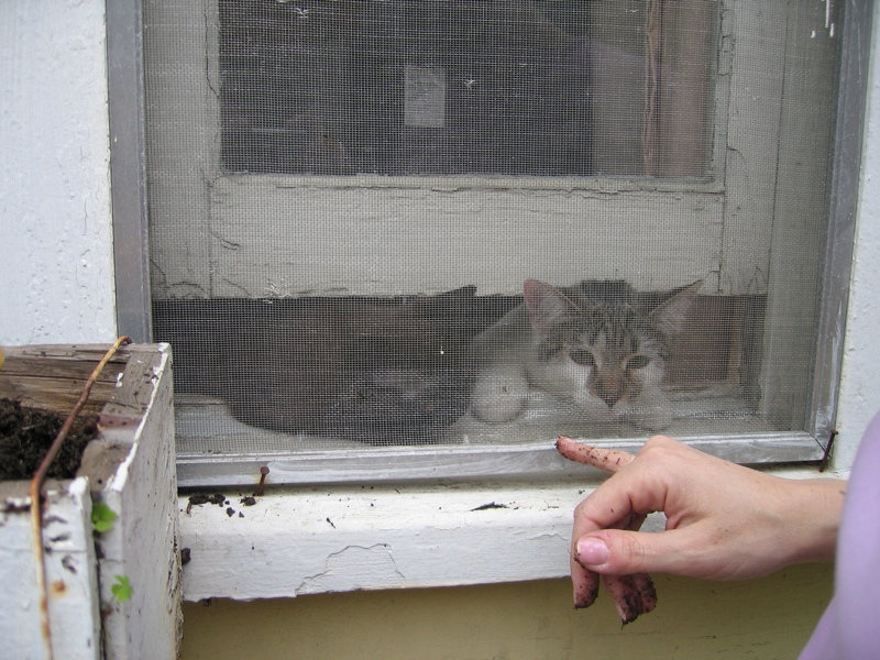 Curious cats, part 3