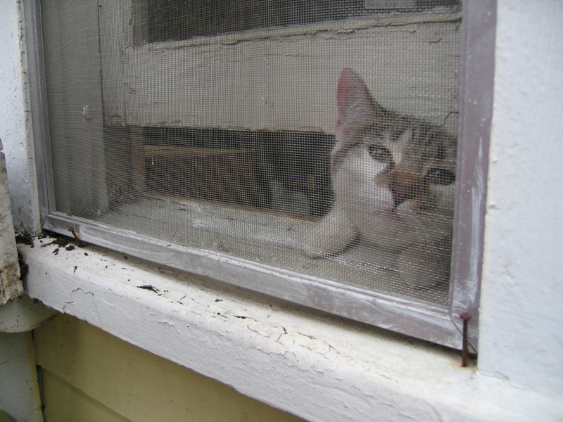 Curious cats, part 4