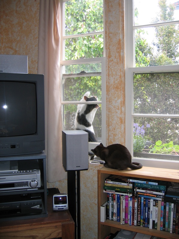 Curious cats, part 5