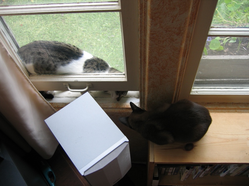 Curious cats, part 6