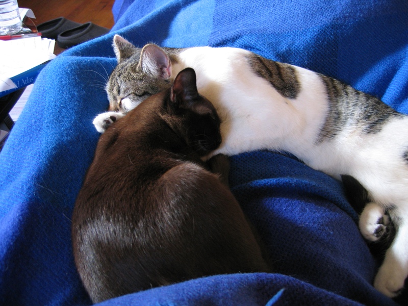 Cozy cats, part 1