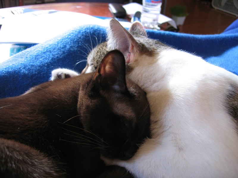 Cozy cats, part 2