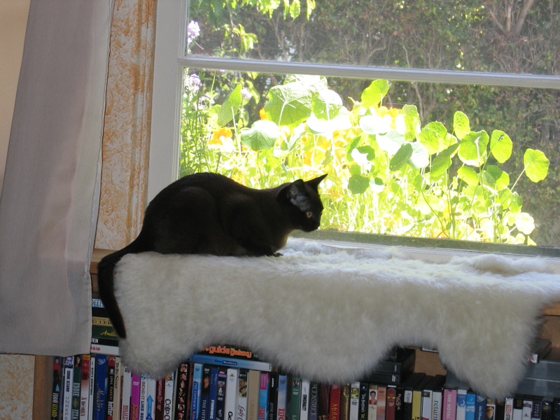 Window cats, part 1