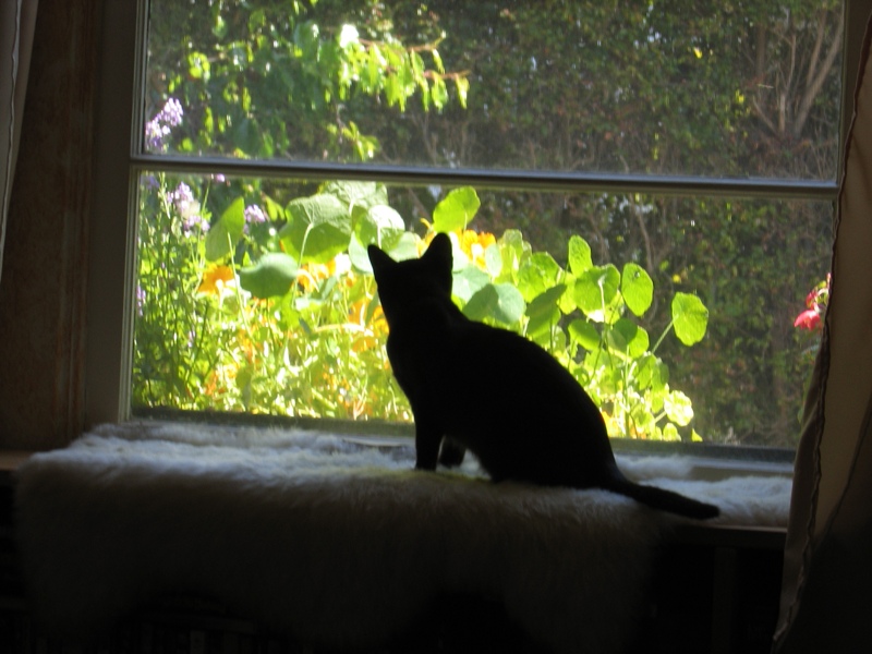 Window cats, part 2