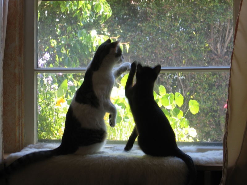 Window cats, part 3