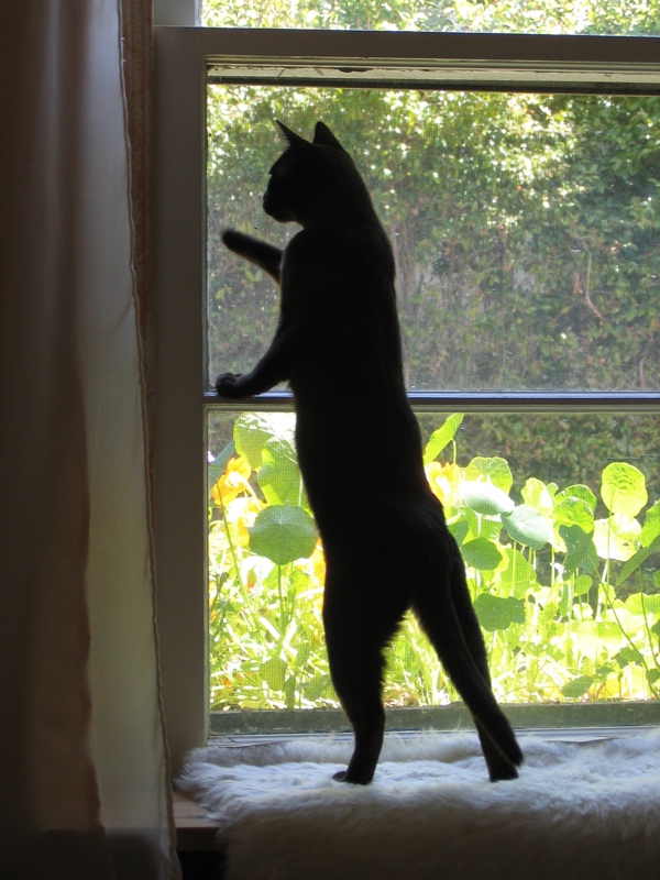Window cats, part 5