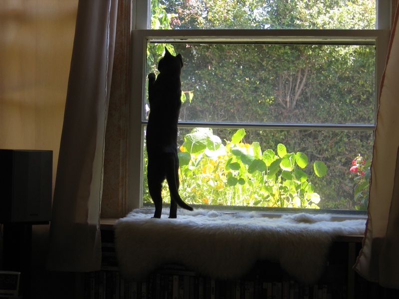 Window cats, part 6