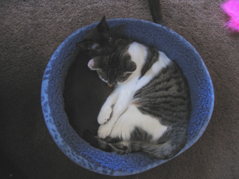 Circle of cat
