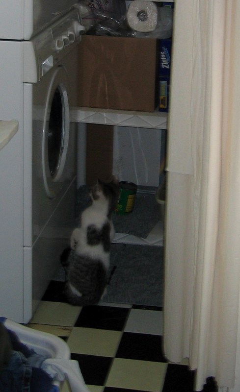 Fascination (1)