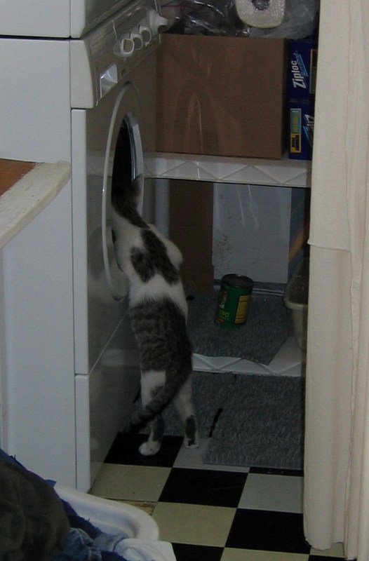 Fascination (2)