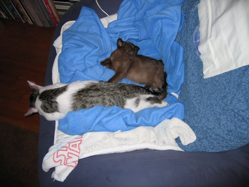 Sleeping soundly on the blue chair