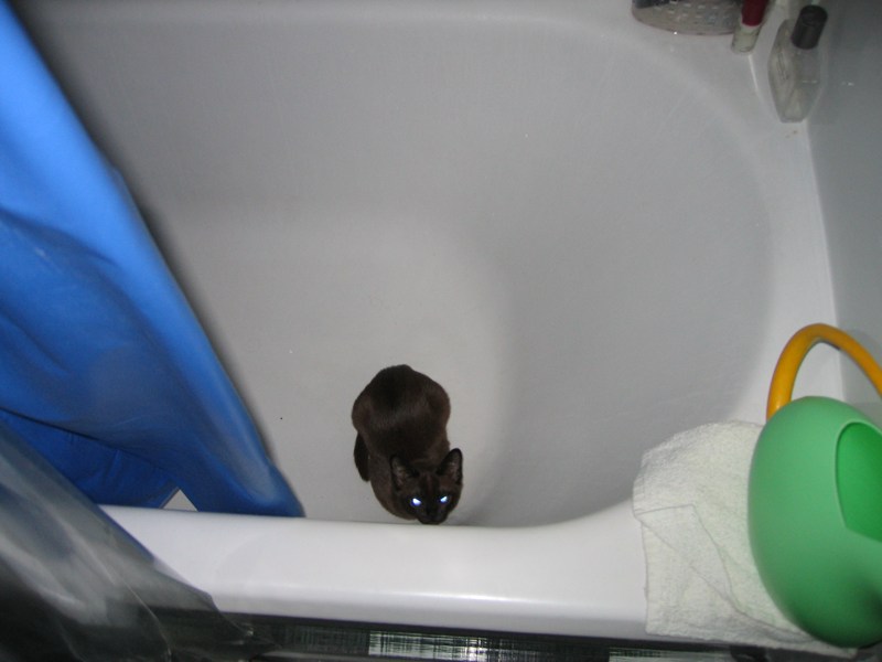 Sylvie the Bathtub Demon