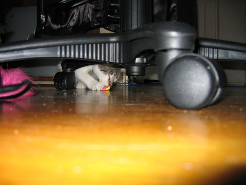 Mirabelle's favorite prey (2)