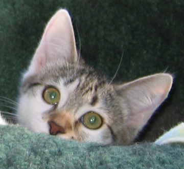 Carl's Kitty, Mirabelle