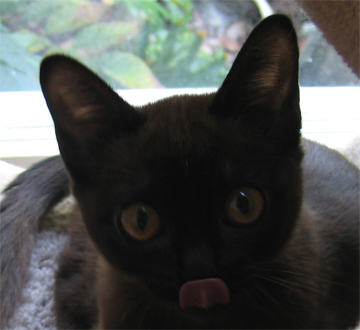 Elinor's Kitty, Sylvie